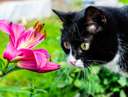 A gorgeous black cat is looking at a beautiful flower.の写真素材