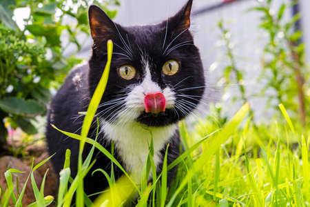 A black and white cat licks its nose among the green grass.の写真素材