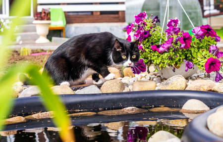 A black and white cat near a pond.の写真素材