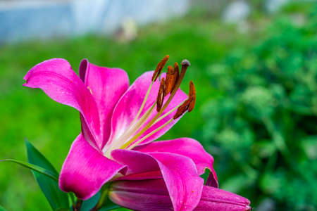 The magnificent lily flower bloomed.の写真素材