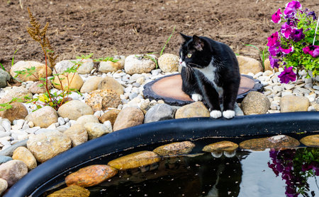 The cat is sitting on a stump near the pond on a sunny day.の写真素材