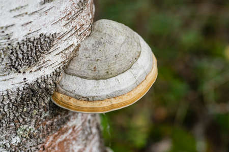 The tinder mushroom grew on a birch tree in the forest.の写真素材