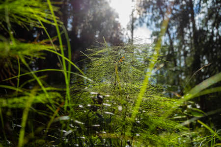 Gorgeous fluffy twigs against the background of the contour light in the forest.の写真素材