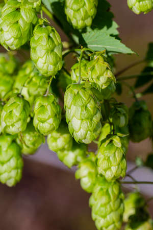 Beautiful inflorescences of hop cones close-up.