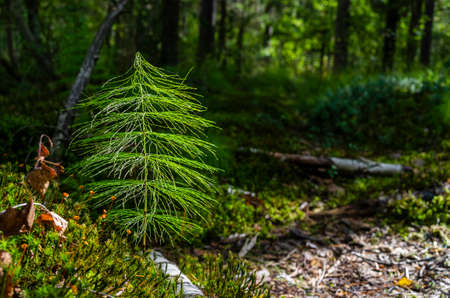 A beautiful fluffy twig in the forest in the ray of the contour sun.の写真素材