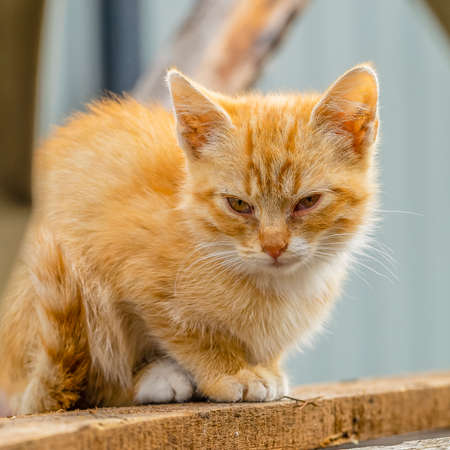 A small red kitten is sitting on the board with sleepy eyes.の写真素材