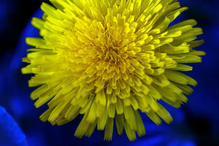 A magnificent yellow dandelion flower close-up.