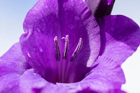 Gorgeous gladiolus flower close-up.の写真素材