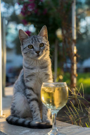 A very cute young cat is sitting on the street near a glass glass with white wine.の写真素材
