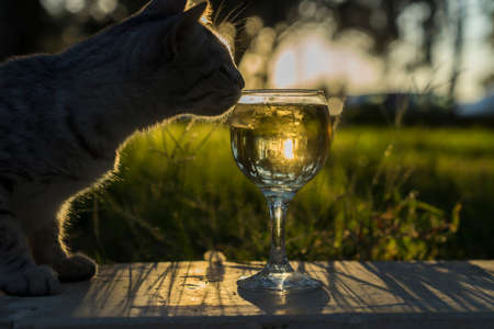 A beautiful cat sniffs wine in a glass glass against the background of the sun.の写真素材