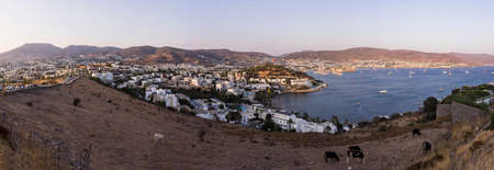 Beautiful panorama with a view of Bodrum cows grazing in the foreground.の写真素材