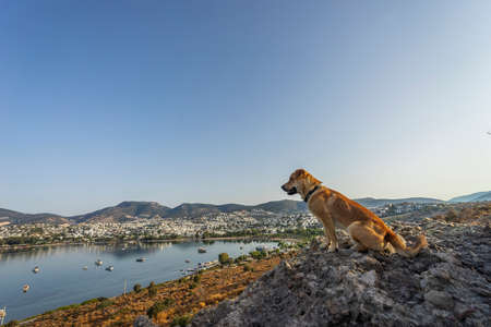 Beautiful landscape dog looks at the sea at dawn.の写真素材