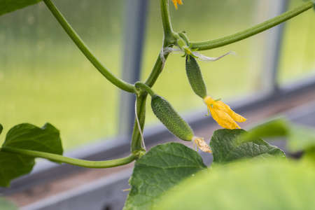 Young cucumbers with flowers grow in a greenhouse.の写真素材