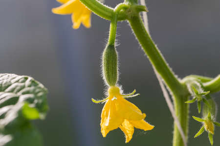 A young small cucumber with a yellow flower on a branch grows in a greenhouse.の写真素材