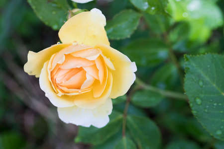 A magnificent rose with drops of water after the rain.の写真素材