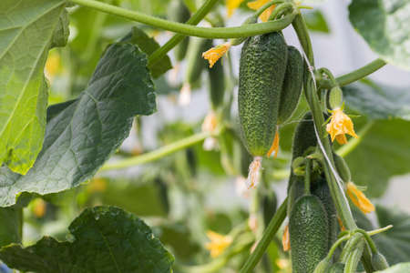 Cucumbers grow on a branch in a greenhouse.の写真素材
