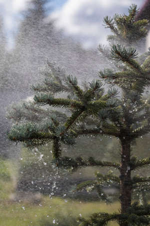 Heavy rain is watering a beautiful spruce. Strong wind and raindrops.の写真素材