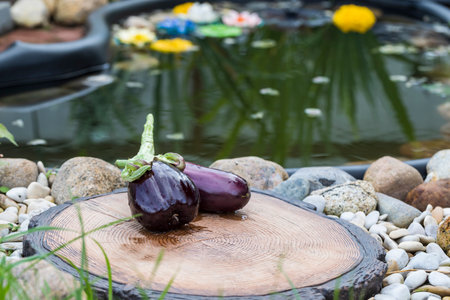 Beautiful juicy eggplants with water droplets lie on the edge of the pond.の写真素材