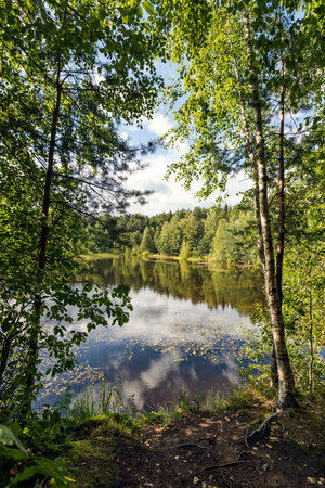 Beautiful summer landscape with a view of the forest lake and Russian birches.の写真素材