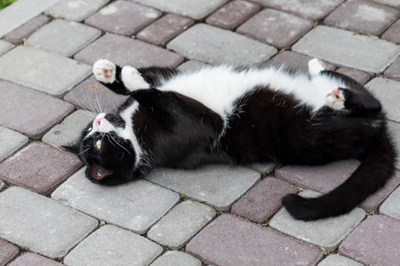 A beautiful black and white cat is lying on the road bully.の写真素材