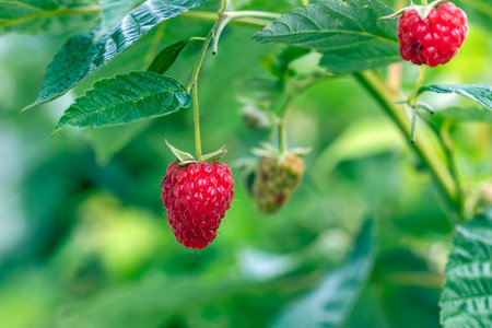 A beautiful red raspberry berry is hanging on a branch in the garden.の写真素材