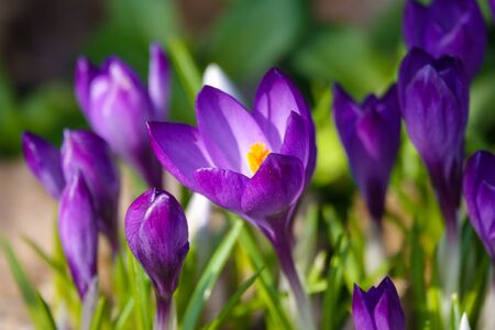 Crocus, plural crocuses or croci is a genus of flowering plants.の写真素材