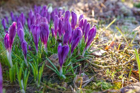 Crocus, plural crocuses or croci is a genus of flowering plants.の写真素材