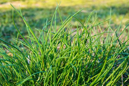 Green young leaves spring onion plantsの写真素材