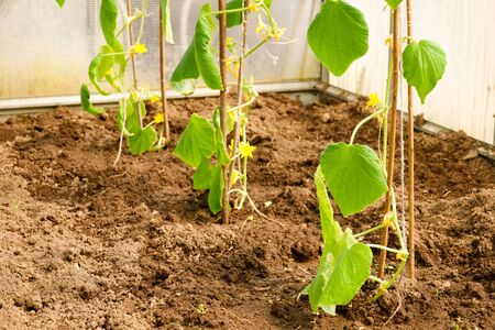 Young cucumber sprouts on a farmの写真素材