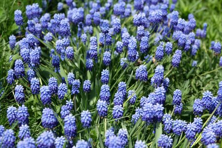 Common grape hyacinth botryoides in full bloom.の写真素材