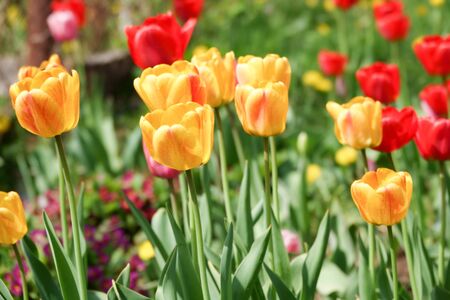 Beautiful yellow and red tulips in the rural Park. Garden flowers.Lots of green vegetation. Clear sunny day. Blurred background. Summer season.の写真素材