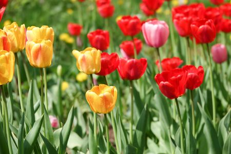 Beautiful yellow and red tulips in the rural Park. Garden flowers.Lots of green vegetation. Clear sunny day. Blurred background. Summer season.の写真素材