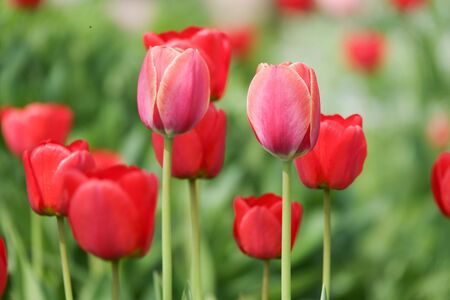 Beautiful yellow and red tulips in the rural Park. Garden flowers.Lots of green vegetation. Clear sunny day. Blurred background. Summer season.の写真素材
