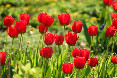Beautiful yellow and red tulips in the rural Park. Garden flowers.Lots of green vegetation.の写真素材