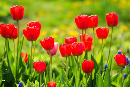 Beautiful yellow and red tulips in the rural Park. Garden flowers.Lots of green vegetation.の写真素材