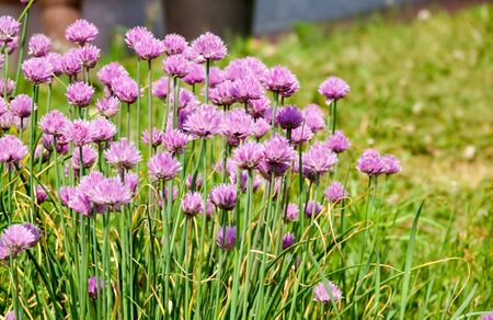 Green young leaves spring onion plantsの写真素材