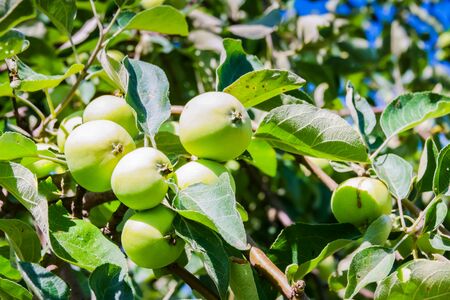green apple on branch against blue sky and sunの写真素材