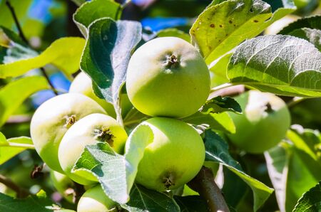 green apple on branch against blue sky and sunの写真素材