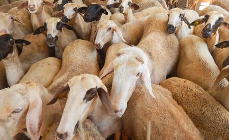 sheep farm for the production of milk and woolの写真素材