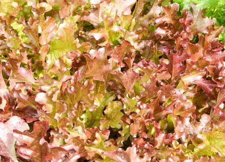 Fresh organic red leaves lettuce saladの写真素材