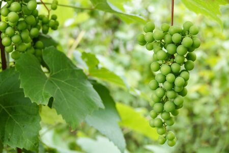 Grapes white wine on tree with branch and green backgroundの写真素材