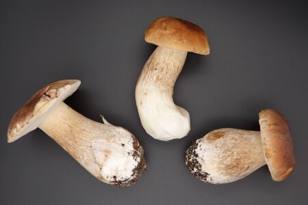 Boletus edulis king bolete isolated on black background.の写真素材