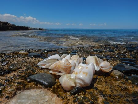 View of the sandy beach. Shells in the sand.の写真素材