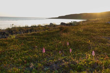 shore of the Arctic Ocean, Sredny peninsulaの写真素材