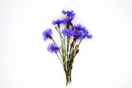 Blue Cornflower Herb or bachelor button flower bouquetの写真素材