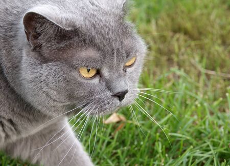 British Shorthair cat hunts on green grass in gardenの写真素材