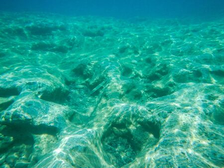 Isolated malayan halfbeak in the water, needle fish, Dermogenys pusilla in Cyprusの写真素材