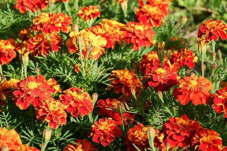 Tagetes patula, flowering plant in the daisy familyの写真素材