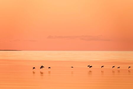 Wild duck on the water.