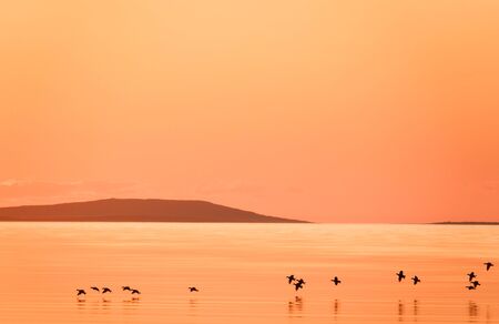 Wild duck on the water.の写真素材